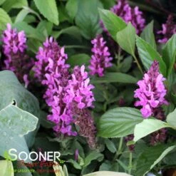 ROSE MARVEL MEADOW SAGE -Deals Tend Twig Store DETA3 4050