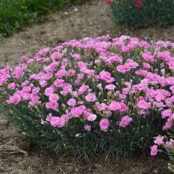 FRUIT PUNCH® SWEETIE PIE DIANTHUS 7 FRUIT PUNCH® SWEETIE PIE DIANTHUS -Deals Tend Twig Store DETA3 4105