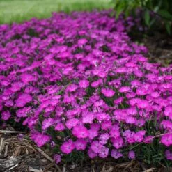 PAINT THE TOWN FUCHSIA DIANTHUS 7 PAINT THE TOWN FUCHSIA DIANTHUS -Deals Tend Twig Store DETA3 4106