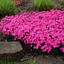 PAINT THE TOWN MAGENTA DIANTHUS -Deals Tend Twig Store DETA3 4107