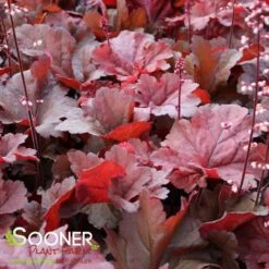 PRIMO® MAHOGANY MONSTER CORAL BELLS -Deals Tend Twig Store DETA3 4125