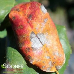 ROBIN HILL SERVICEBERRY -Deals Tend Twig Store DETA3 435