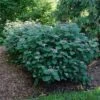 INVINCIBELLE® LACE HYDRANGEA