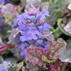 BURGUNDY GLOW AJUGA -Deals Tend Twig Store DETA3 447