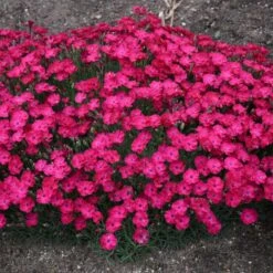 PAINT THE TOWN RED DIANTHUS -Deals Tend Twig Store DETA3 4548