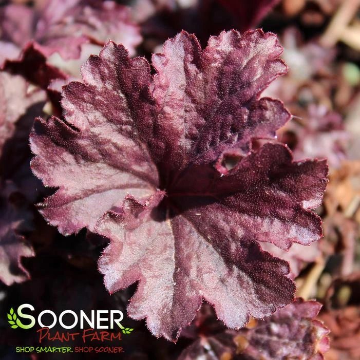 GRAPE TIMELESS CORAL BELLS 2 GRAPE TIMELESS CORAL BELLS - Image 2