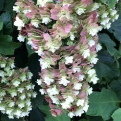 SNOWCICLE OAKLEAF HYDRANGEA -Deals Tend Twig Store DETA3 4795