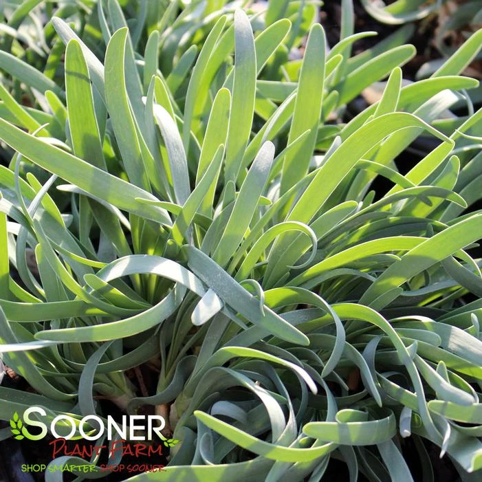 MEDUSA ORNAMENTAL ONION 2 MEDUSA ORNAMENTAL ONION - Image 2