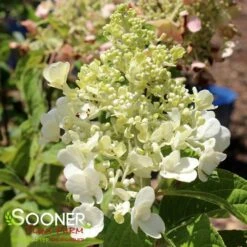 CANDELABRA® HYDRANGEA -Deals Tend Twig Store DETA3 5020