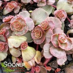 DRAGON'S BLOOD SEDUM 4 DRAGON'S BLOOD SEDUM -Deals Tend Twig Store DETA3 5022
