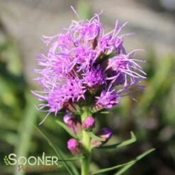 KOBOLD GAYFEATHER -Deals Tend Twig Store DETA3 503