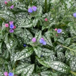 PINK-A-BLUE LUNGWORT -Deals Tend Twig Store DETA3 5079