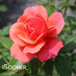 STATE OF GRACE™ GRANDIFLORA ROSE -Deals Tend Twig Store DETA3 5179