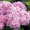 DOUBLE DOWN® HYDRANGEA