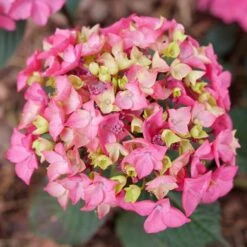LET'S DANCE LOVABLE® HYDRANGEA 9 LET'S DANCE LOVABLE® HYDRANGEA -Deals Tend Twig Store DETA3 5277