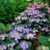 TUFF STUFF TOP FUN® HYDRANGEA