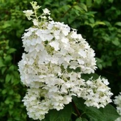 PUFFER FISH® HYDRANGEA 7 PUFFER FISH® HYDRANGEA -Deals Tend Twig Store DETA3 5290