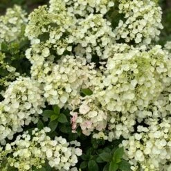 TINY QUICK FIRE® HYDRANGEA -Deals Tend Twig Store DETA3 5291