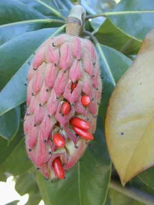 SOUTHERN MAGNOLIA 3 SOUTHERN MAGNOLIA - Image 3