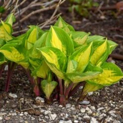 ISLAND BREEZE HOSTA -Deals Tend Twig Store DETA3 5308