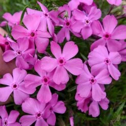 DRUMMOND'S PINK CREEPING PHLOX