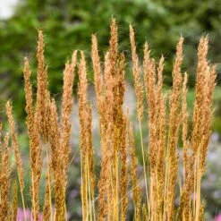 GOLDEN SUNSET® INDIAN GRASS -Deals Tend Twig Store DETA3 5325