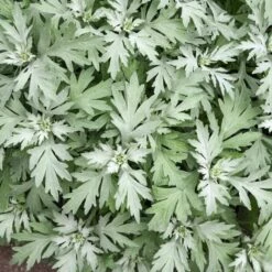 SILVER LINING WORMWOOD 4 SILVER LINING WORMWOOD -Deals Tend Twig Store DETA3 5364