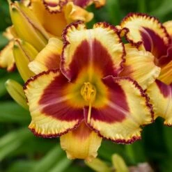RAINBOW RHYTHM® BLAZING GLORY DAYLILY