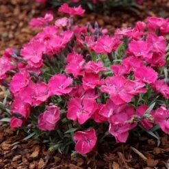 VIVID™ BRIGHT LIGHT DIANTHUS -Deals Tend Twig Store DETA3 5410