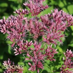 LITTLE JOE JOE PYE WEED -Deals Tend Twig Store DETA3 543