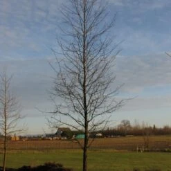 AFTERBURNER® BLACKGUM 5 AFTERBURNER® BLACKGUM -Deals Tend Twig Store DETA3 5455