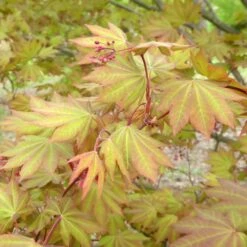 MORNING STARBURST™ VINE MAPLE -Deals Tend Twig Store DETA3 5478