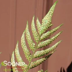 JURASSIC™ STEGOSAURUS JAPANESE HOLLY FERN -Deals Tend Twig Store DETA3 5564