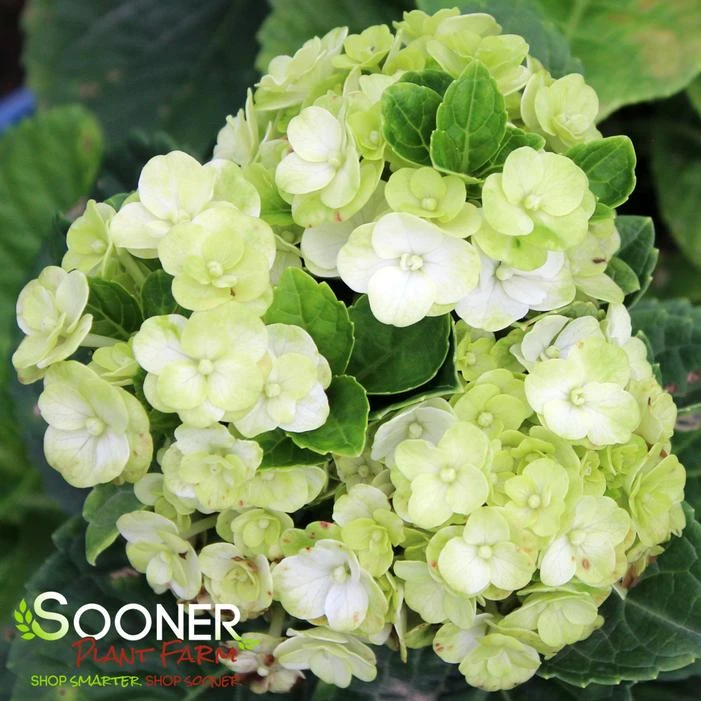 GRIN AND TONIC™ HYDRANGEA 2 GRIN AND TONIC™ HYDRANGEA - Image 2