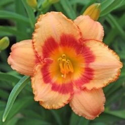 STRAWBERRY CANDY DAYLILY -Deals Tend Twig Store DETA3 568