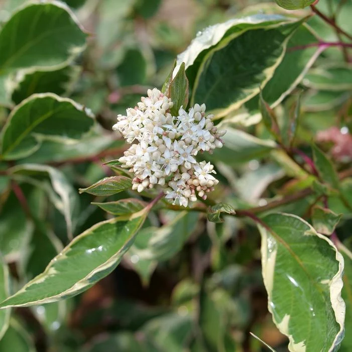 SGT. PEPPER™ DOGWOOD 2 SGT. PEPPER™ DOGWOOD - Image 2