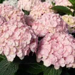 WEE BIT INNOCENT™ HYDRANGEA -Deals Tend Twig Store DETA3 5734