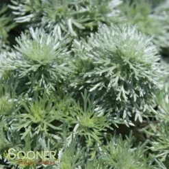 SILVER MOUND WORMWOOD -Deals Tend Twig Store DETA3 587