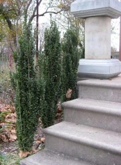 SKY PENCIL HOLLY -Deals Tend Twig Store DETA3 637