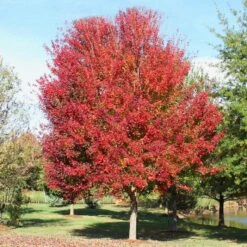 OCTOBER GLORY® RED MAPLE -Deals Tend Twig Store DETA3 66