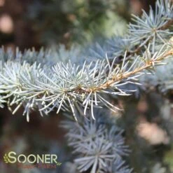 BLUE ATLAS CEDAR -Deals Tend Twig Store DETA3 662