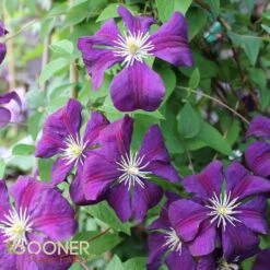 WARSAW NIKE CLEMATIS -Deals Tend Twig Store DETA3 823