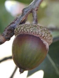 NORTHERN RED OAK -Deals Tend Twig Store DETA3 86