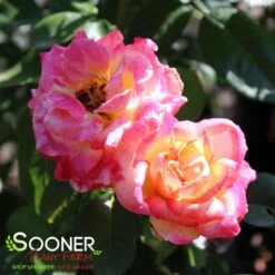 LOVE & PEACE® ROSE 11 LOVE & PEACE® ROSE -Deals Tend Twig Store DETA3 985