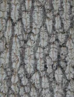 TULIP TREE -Deals Tend Twig Store DETA4 109