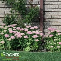 AUTUMN JOY SEDUM -Deals Tend Twig Store DETA4 1171