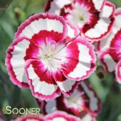 RASPBERRY SWIRL DIANTHUS -Deals Tend Twig Store DETA4 1178