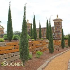 TAYLOR JUNIPER -Deals Tend Twig Store DETA4 142