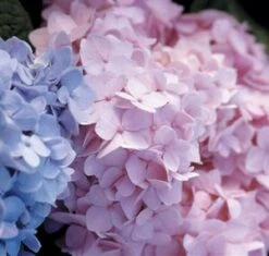 ENDLESS SUMMER® THE ORIGINAL HYDRANGEA -Deals Tend Twig Store DETA4 152