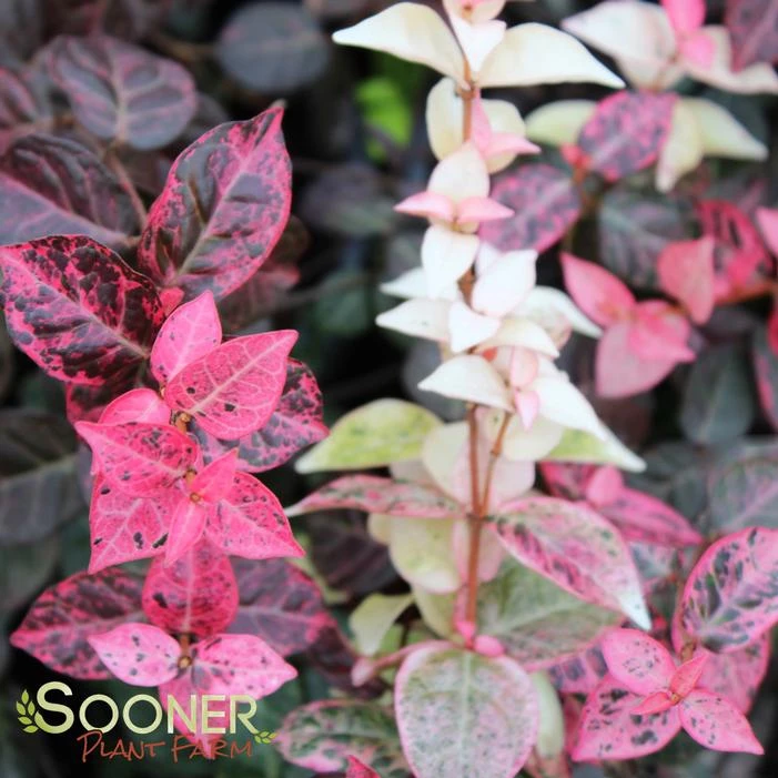 SNOW N SUMMER™ ASIATIC JASMINE 2 SNOW N SUMMER™ ASIATIC JASMINE - Image 2